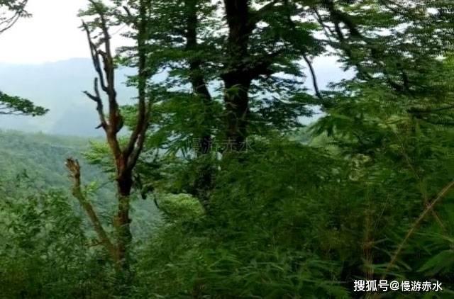茶杯头